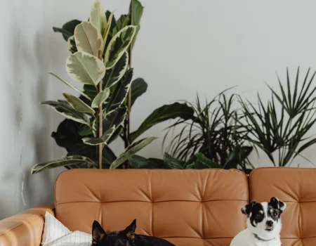 Pet Stain Removal Service in longisland, NY